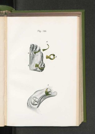 Fig. 244.
