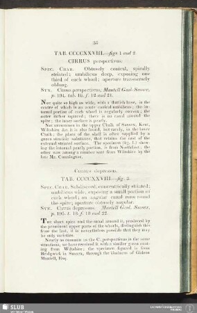 Tab. CCCCXXVIII. - figs 1 and 2. Cirrus perspectivus