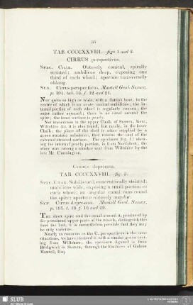 Tab. CCCCXXVIII. - figs 1 and 2. Cirrus perspectivus