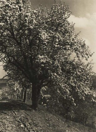 Bad Mergentheim. Frühling. Blühende Bäume an einem Hang