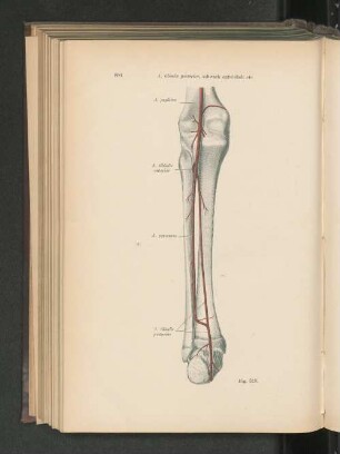 Fig. 619. A. tibialis posterior, schwach entwickelt, Anastomose derselben mit der A. peronaea.
