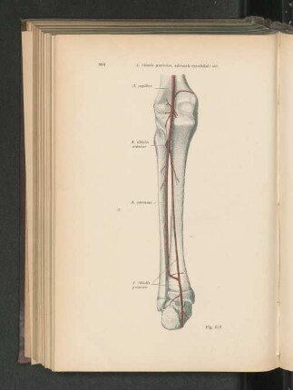 Fig. 619. A. tibialis posterior, schwach entwickelt, Anastomose derselben mit der A. peronaea.