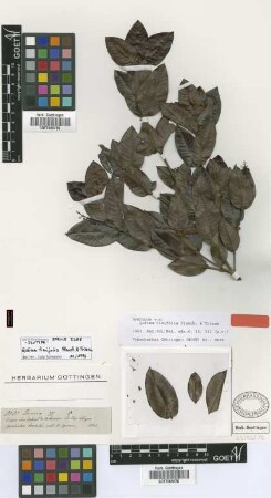 Quiina tinifolia Planch. & Triana [syntype]