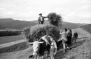 Kappel: Einbringen der Ernte mit Wagen, Schwarzwald