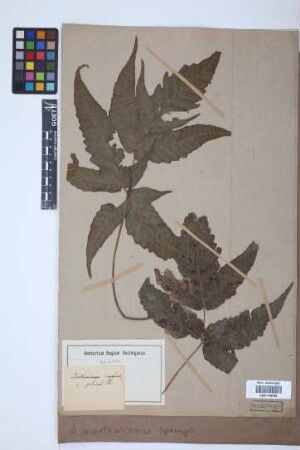 Aspidium martinicense Spreng.