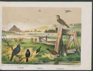 Tafel: Staar, Amsel, Lerche.