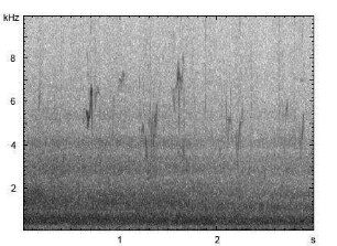 Wiesenpieper | Anthus pratensis - Ruf