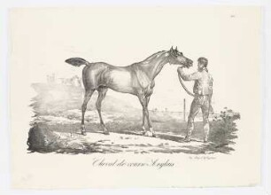 Cheval de course Anglais, Blatt 5 der Folge "Große Folge von Pferden"