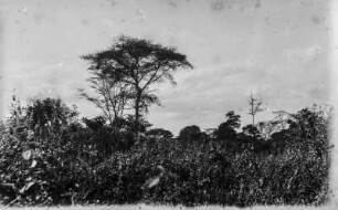 Landschaft : Die Vegetation in der Umgebung von Arusha