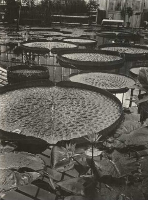 Riesenseerose (Victoria regia). Dresden, Stübelallee 2, Botanischer Garten