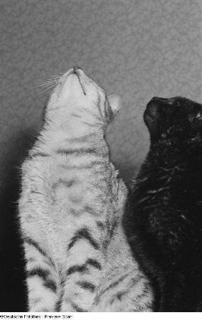 Zwei Katzen, nach oben schauend