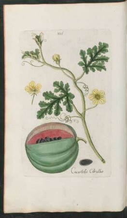 335. Cucurbita Citrullus