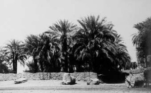 Palmen in Karnak [Reise nach dem Sudan, Band 4: Ägypten]