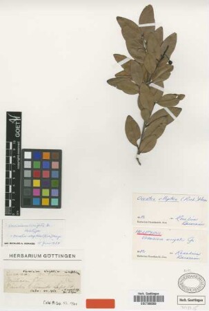 Vaccinium wrightii Griseb. [holotype]