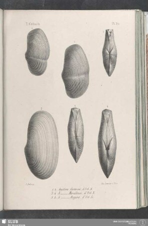 Pl. 371