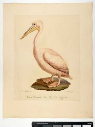 Pelecanus Onocratulus. Linn. Mas. Der Kropfpelikan. - Rosapelikan. Pelecanus onocrotalus; mas. - Zeichner: Johann Mathias Hergenröder; Stecher: Johann Carl Bock