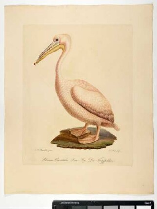 Pelecanus Onocratulus. Linn. Mas. Der Kropfpelikan. - Rosapelikan. Pelecanus onocrotalus; mas. - Zeichner: Johann Mathias Hergenröder; Stecher: Johann Carl Bock