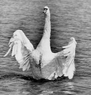 Ein balzender Schwan. Er ist auf Brautschau