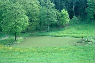 Teich am Ortsrand