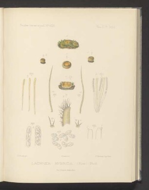 Lachnea Hybrida
