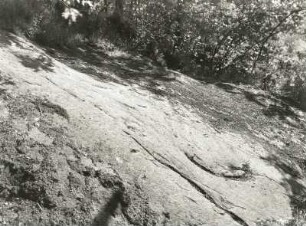 Rundhöcker mit Gletscherabschliff in Großschweidnitz südwestlich Löbau
