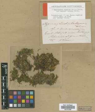 Hypnum eugyrium (Schimp.) Sull. var. Schimp. mackayi[type]