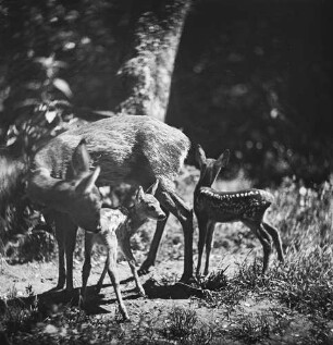 Rehe, Ricke mit zwei Kitzen