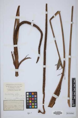 Geonoma amabilis