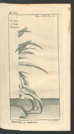 Tafel: Ananas, van twee Voeten en derdehalf Duim hoog [...]