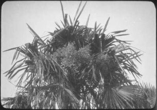 Palmenblätter (Lateinamerika-Aufenthalte 1934/1942)