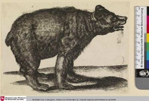 [Bär; Ours]