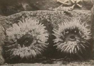 Dickhörnige Seerose (Urticina felina; Urticina crassicornis O. F. Müller) im Aquarium Helgoland