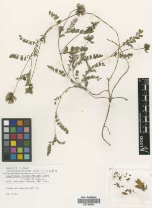 Astragalus lozani Rose [type]