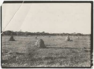 Termitenhügel in der Pampa von Santa Cruz
