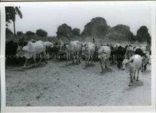 Viehherde, Mombasa, Kenia
