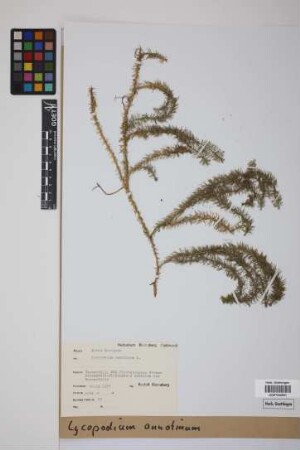 Lycopodium annotinum annotinum L.