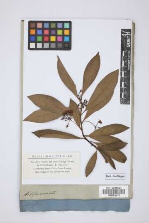 Ardisia acuminata