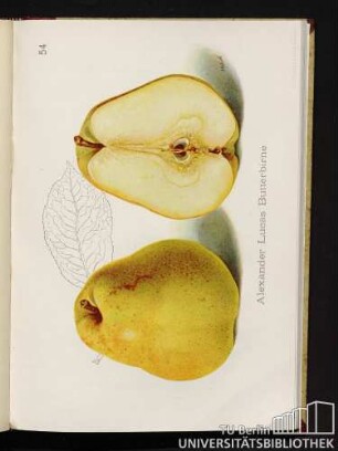 54. Alexander Lucas Butterbirne.