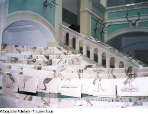 Nach dem Hochwasser der Wilden Weißeritz. Zoologische Drucke hängen zum Trocknen über Leinen im Treppenhaus des Hauptgebäudes