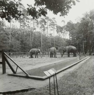 Elefantengehege