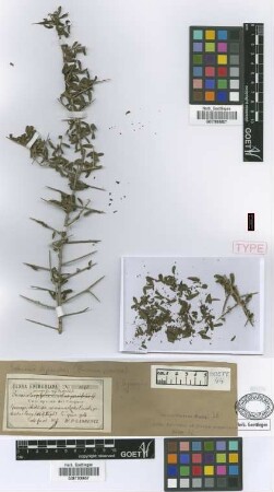 Duvaua praecox Griseb. var. Griseb. hyemalis[syntype]