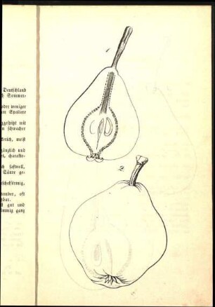 1. [Graue Sommer-Butterbirn] 2. [Sommer-Dechantsbirn]