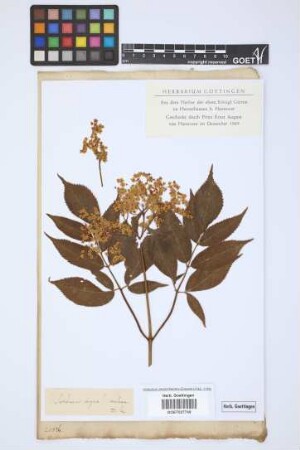 Sambucus nigra subsp. inodora