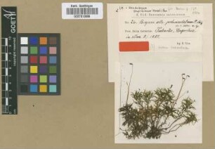 Bryum altopedunculatum Müll.Hal. [type]