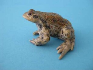 Erdkröte, Bufo bufo, männlich