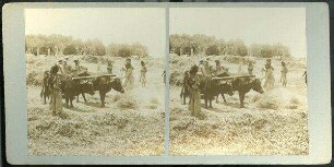 Threshing Floor, Samaria. [Samaria, Tenne]