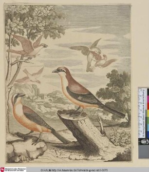 [Zwei verschiedene Würger(-arten); Two different Shrikes]