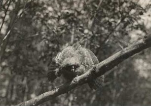Waldohreule (Asio otus L.), flügger Jungvogel in Abwehrstellung