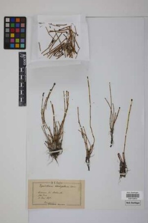 Equisetum variegatum variegatum Schleich.