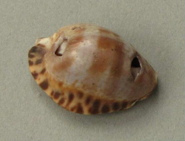 Pendant made from mussel shell